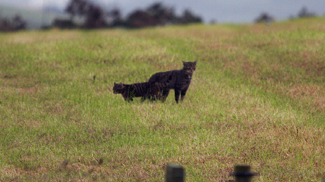 Scottish wildcat and cub captured in photo and on film