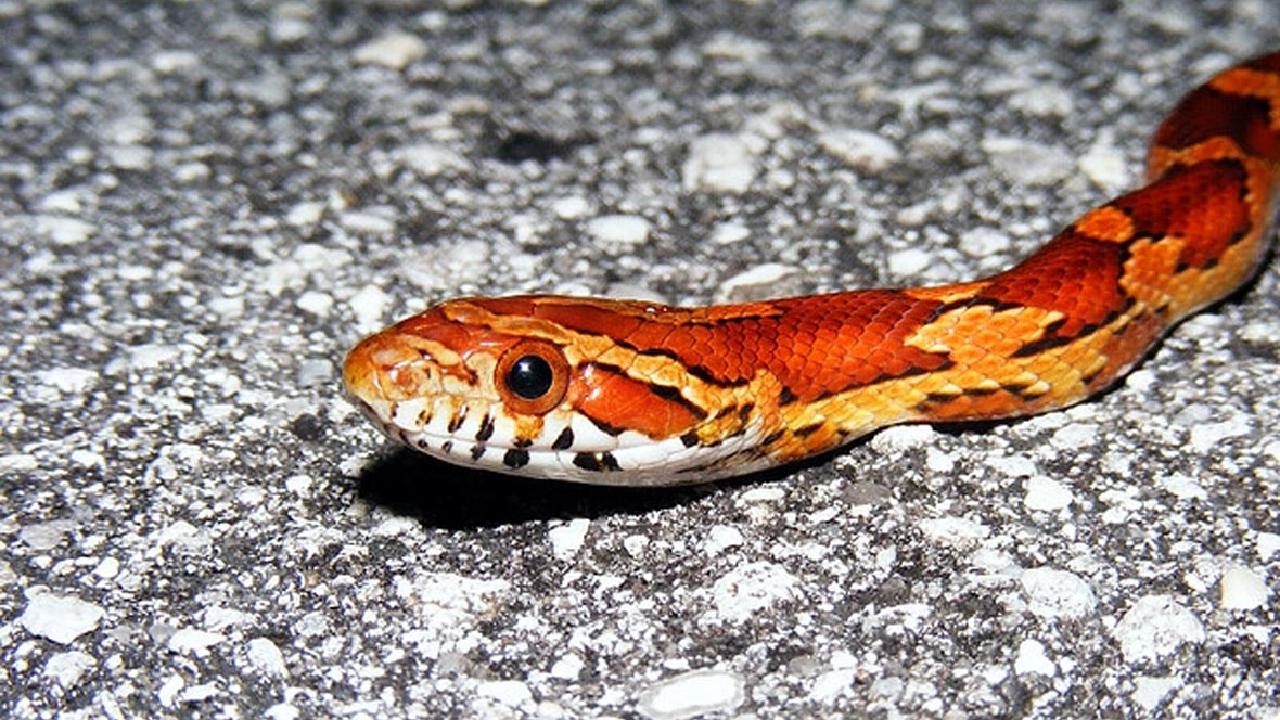 record-number-of-escaped-snakes-found-slithering-around-scotland