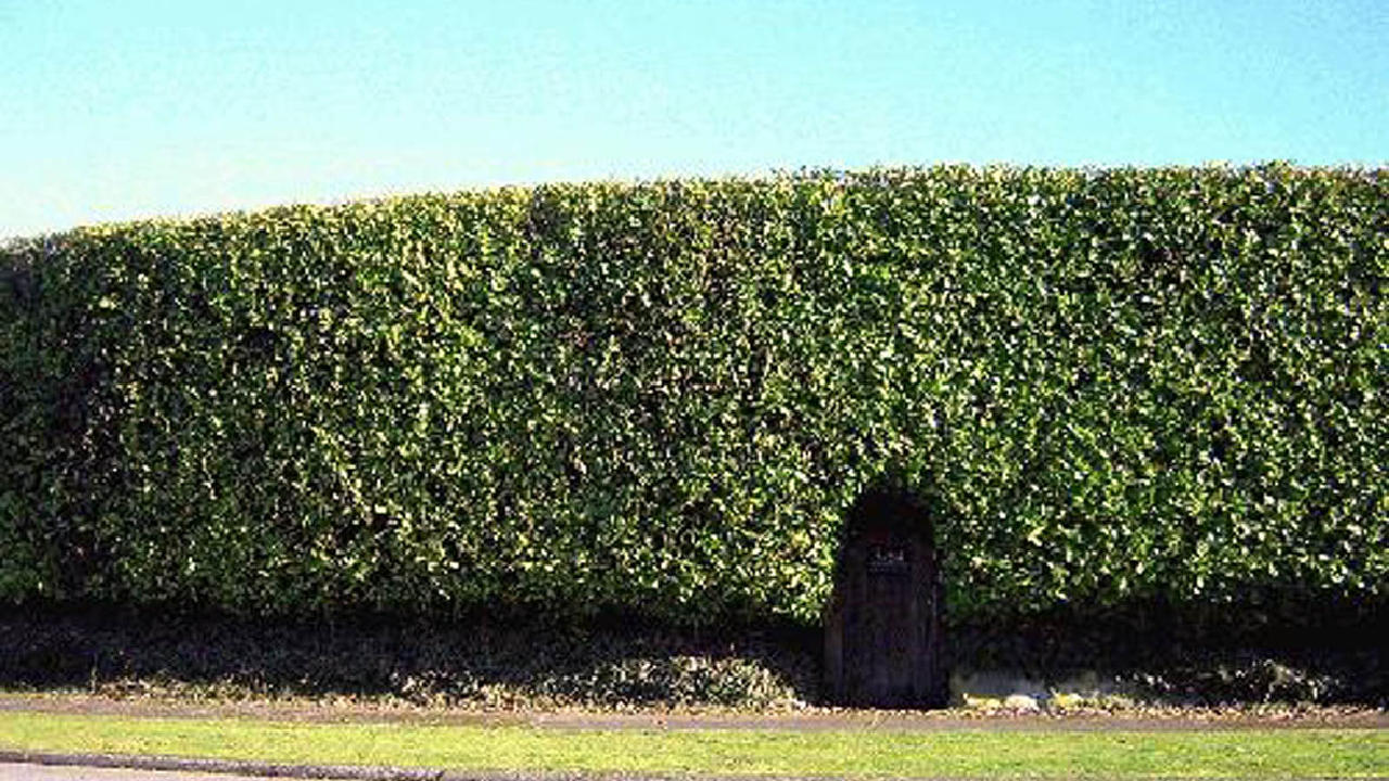 High hedges law expected to be passed by Scottish Government