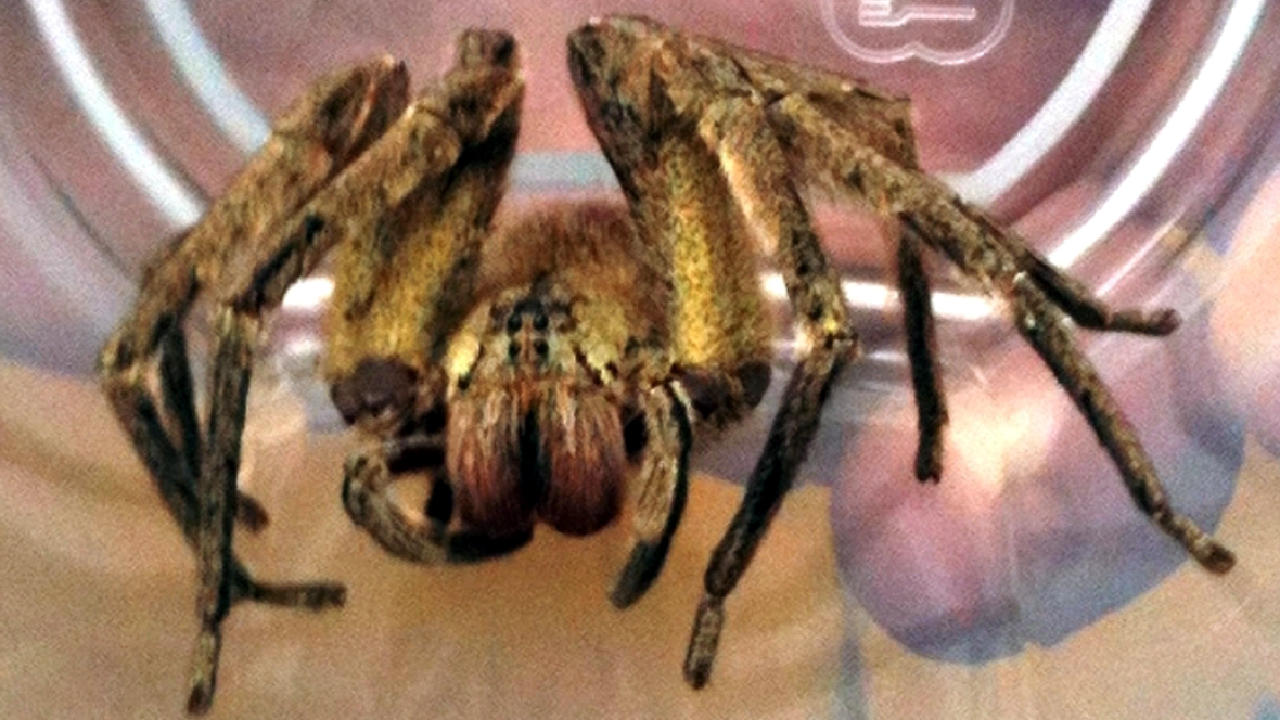 Venomous spider found crawling out of bunch of bananas in Asda