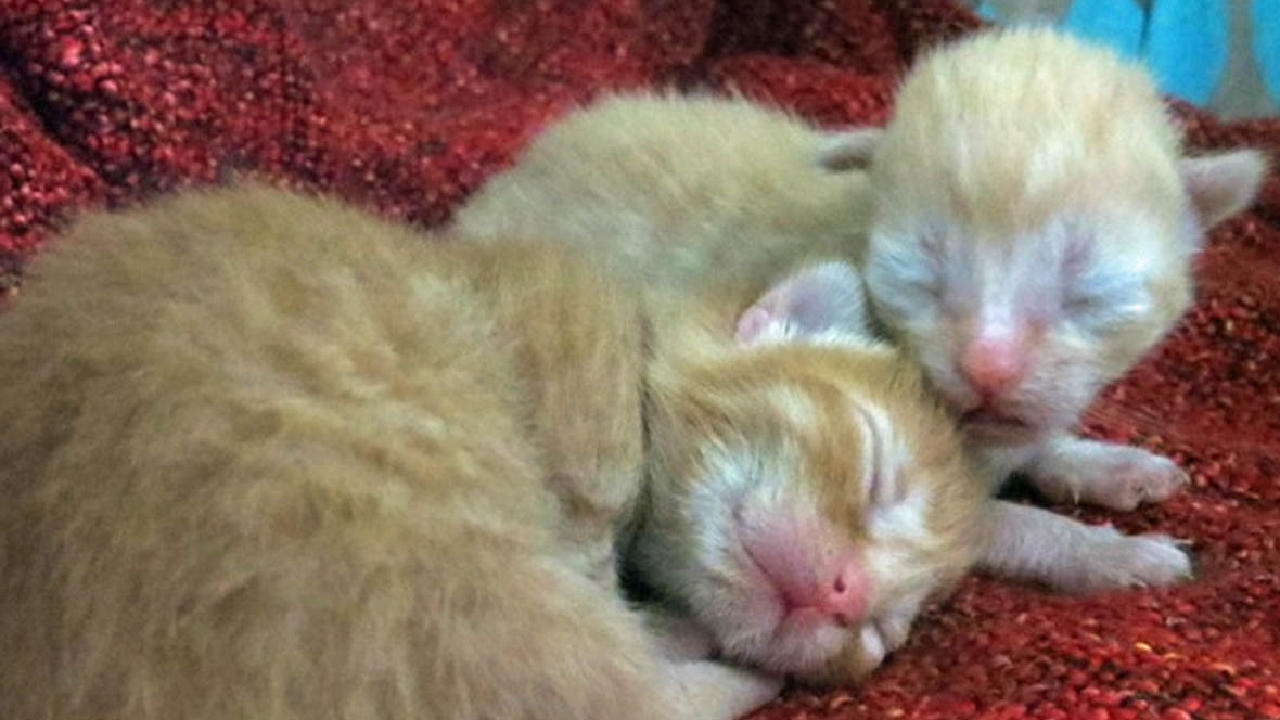 Three newborn kittens die after litter dumped at Lochhead Landfill