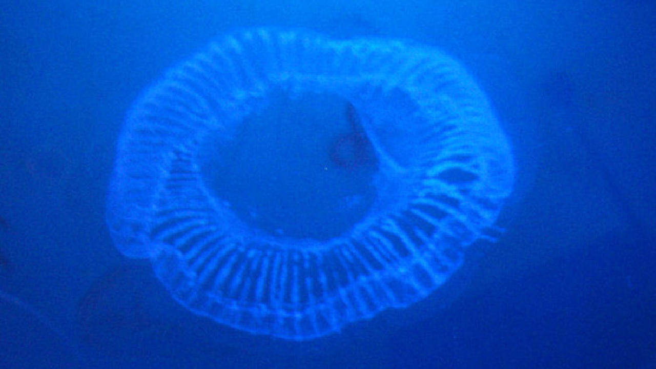 Rare jellyfish discovered in Moray Firth