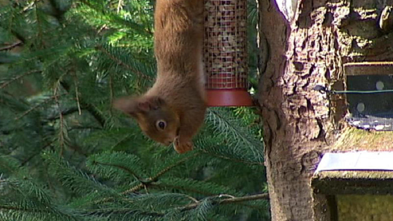 Grey squirrels face cull to protect red squirrel population