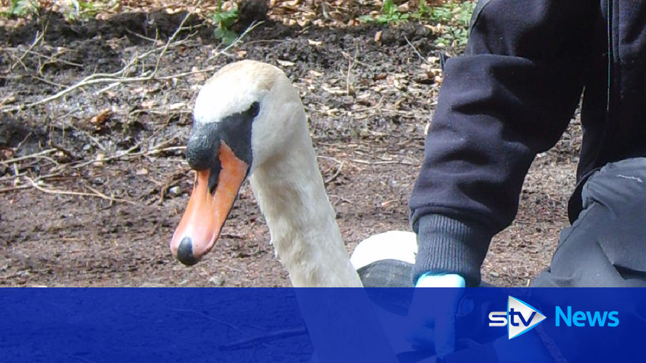 Swan rescued after fishing hooks became embedded in foot and leg