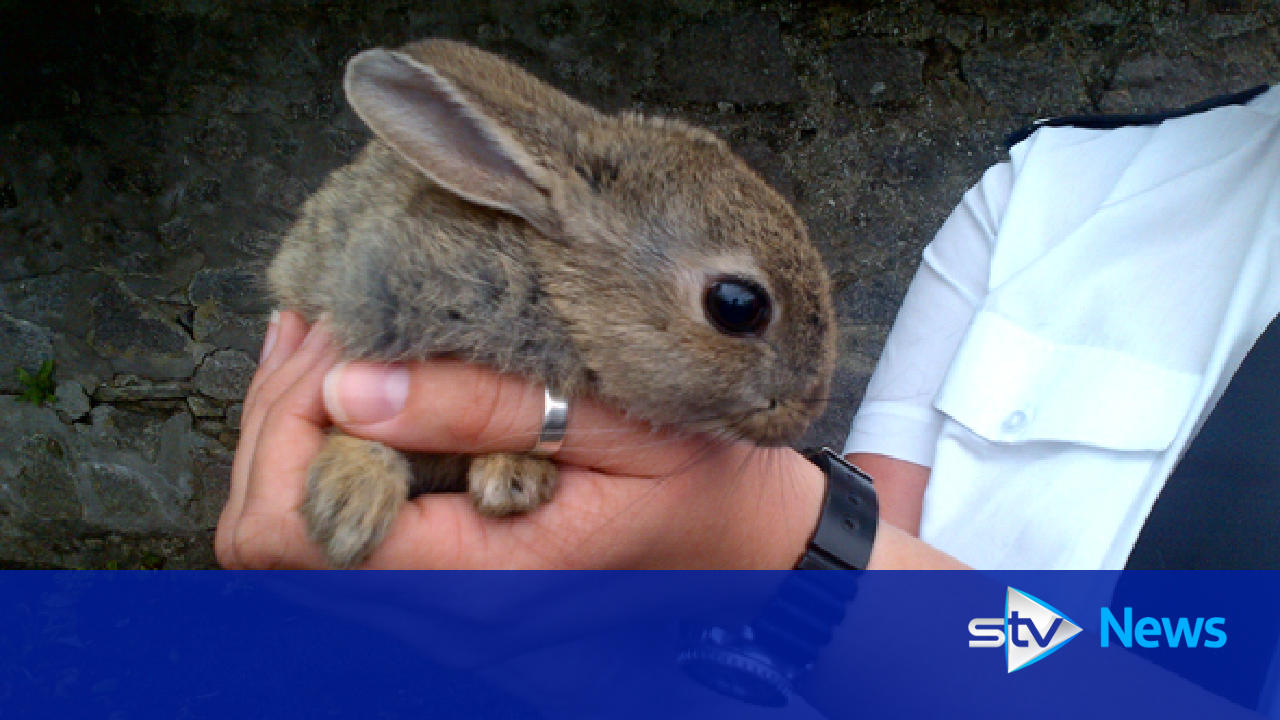Mechanic dismantles car to free wild rabbit trapped inside engine