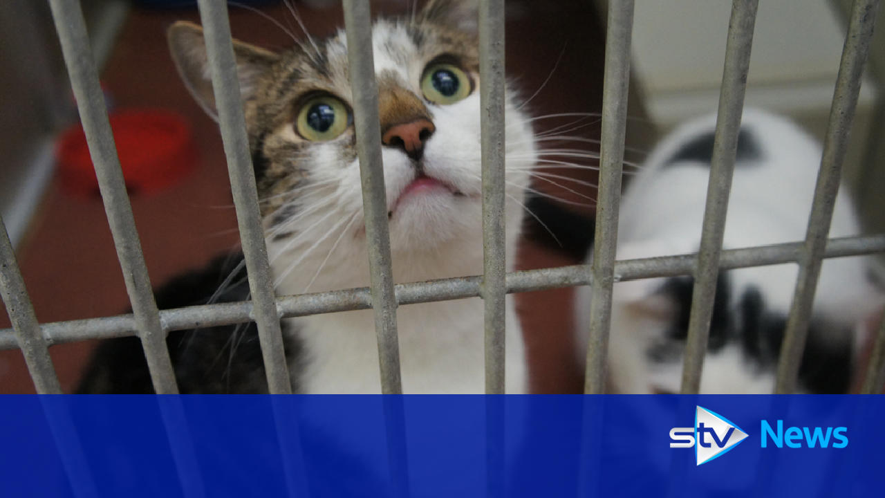 animals-looking-for-a-loving-home-at-the-cardonald-rehoming-centre