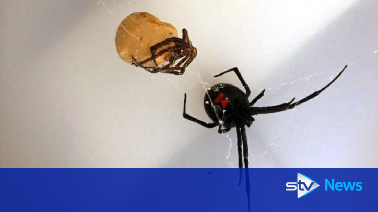 Deadly spider found at Scots firm in crate sent from US