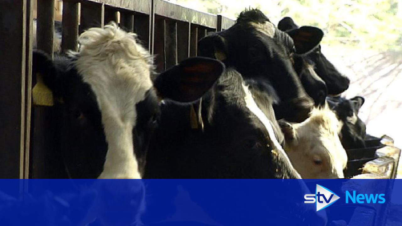 Farmers warned to look out for blue tongue virus in cattle