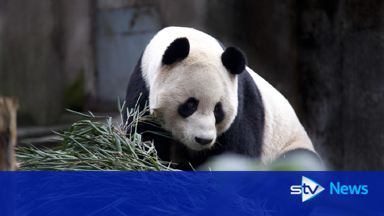 Panda-cam goes live at Edinburgh Zoo