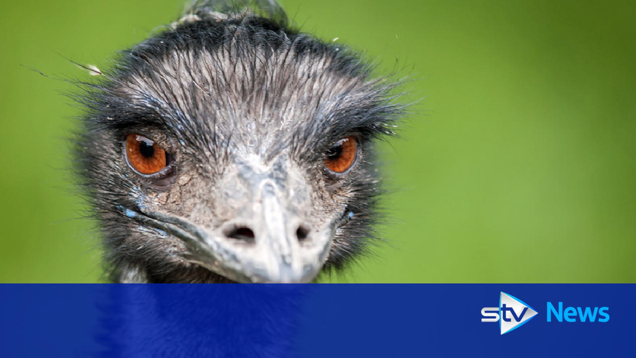 Emu on the run after escaping during care home visit