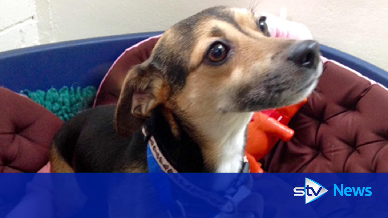 Pets evacuated from Mrs Murray's shelter during Aberdeen floods return home