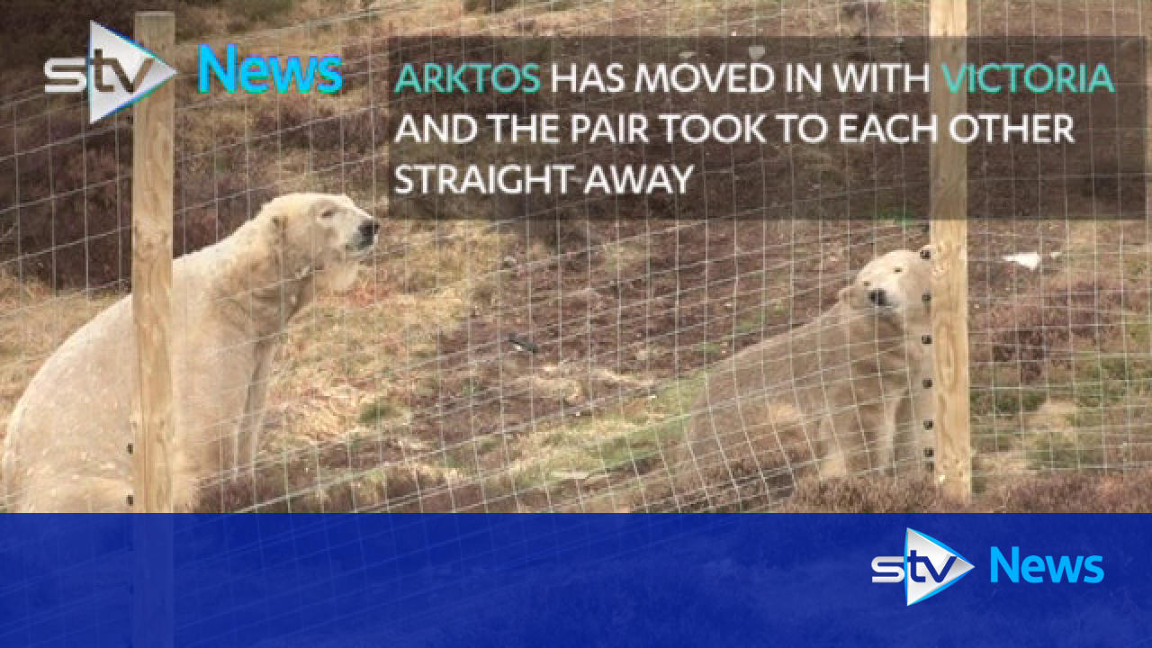 Polar bears bond in Highland Wildlife Park breeding scheme