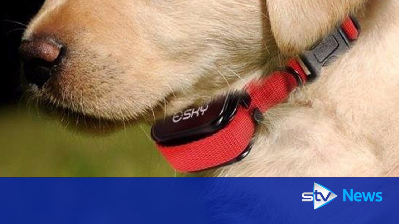 Calls for ban on shock collars for pets in Scotland
