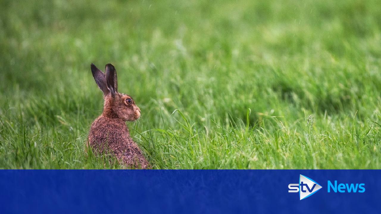 Council to use poison gas on graveyard rabbit colony