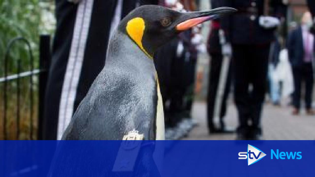 Penguin Brigadier Sir Nils Olav inspects royal guard at Edinburgh Zoo