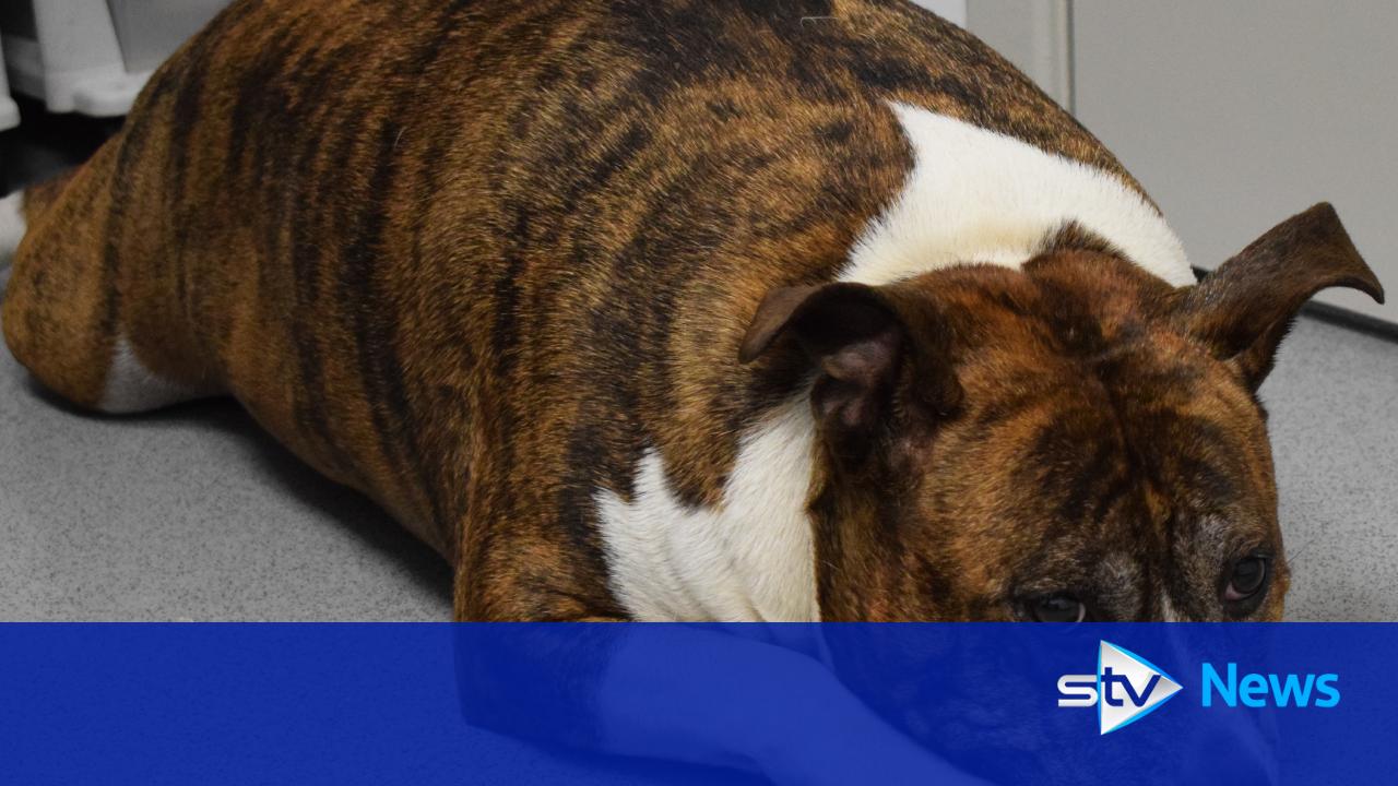 Obese dog put on weight loss regime for festive season
