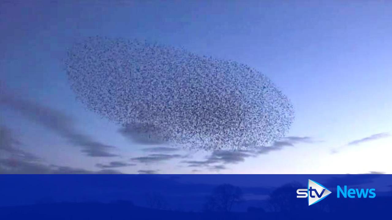 Sky dancers: Breathtaking starling 'ballet' captured over Scotland - STV News