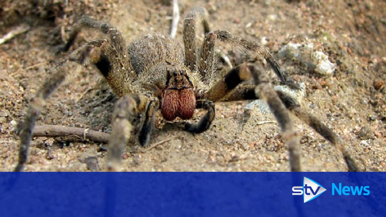 Spiders eggs found in bunch of supermarket bananas