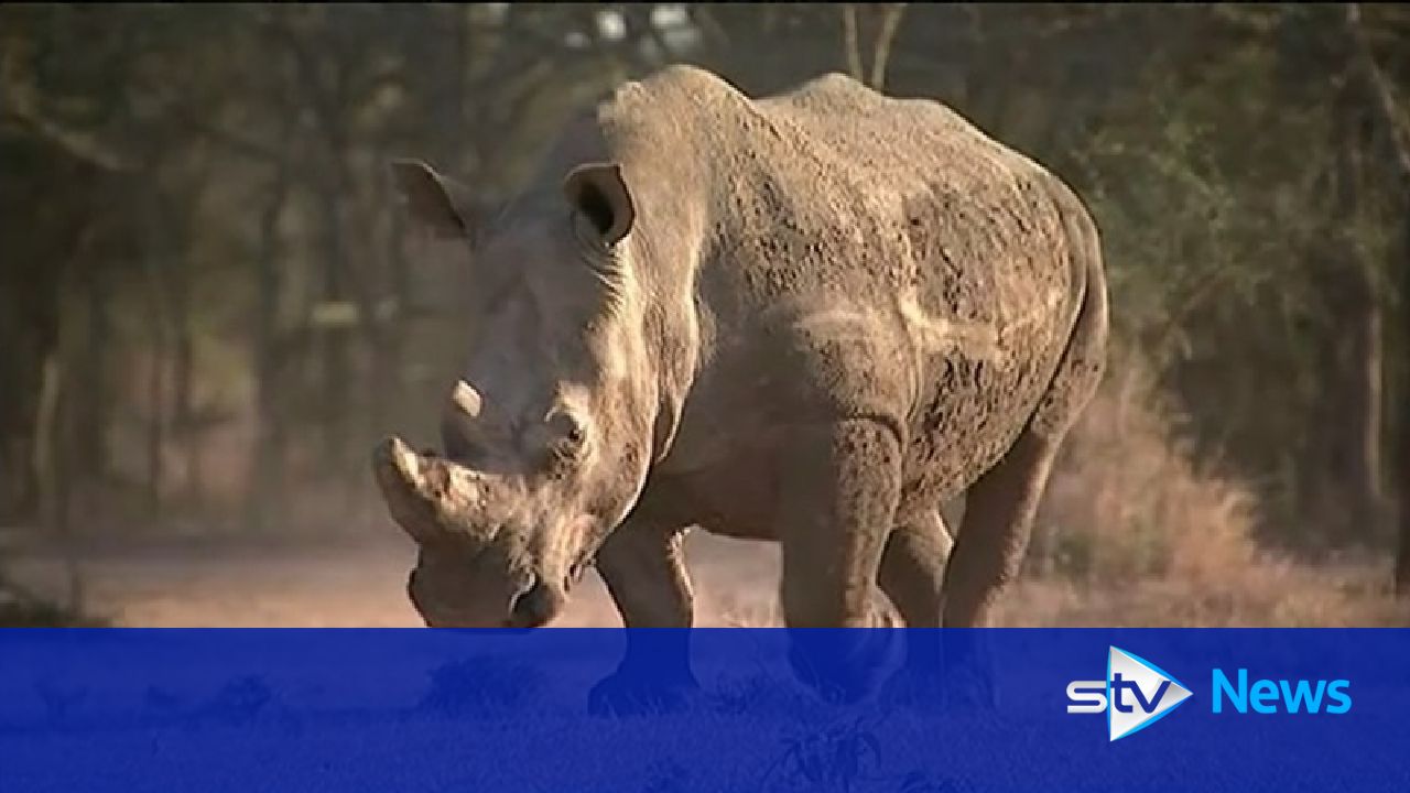 Sudan The Worlds Last Male Northern White Rhino Dies In Kenya 