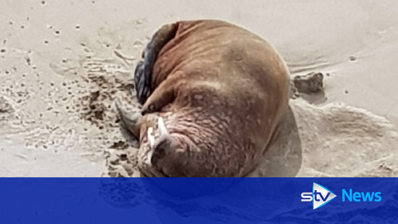Walrus Spotted Enjoying The Sun On Highland Beach