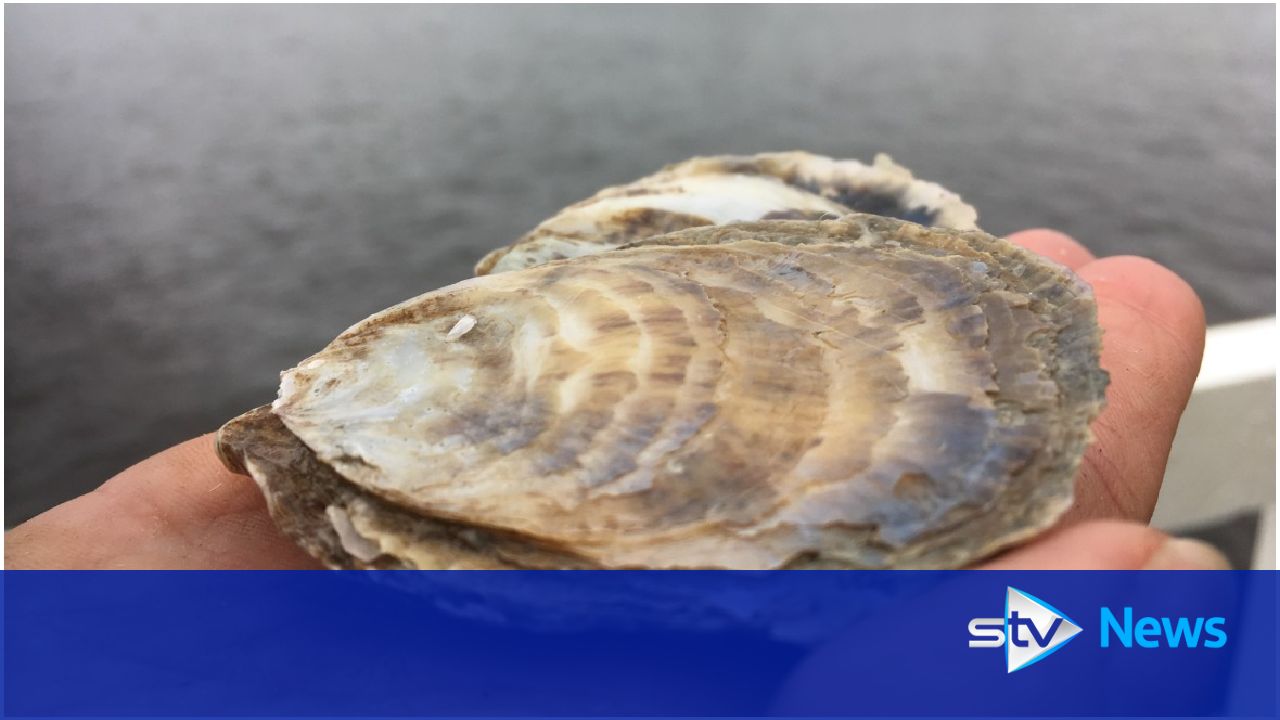 Oysters extinct for over a century reintroduced to firth