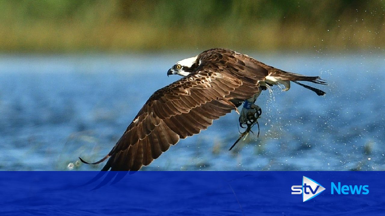 Osprey electrocuted to death in Spanish nature reserve