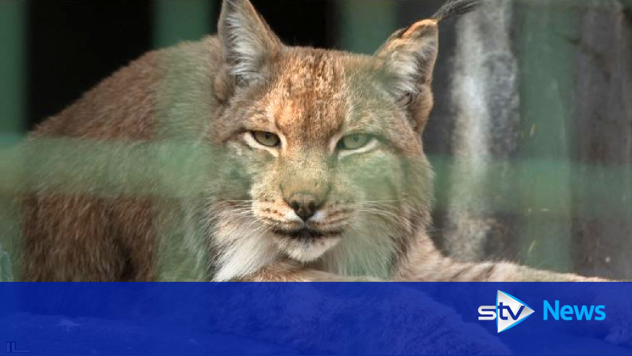 Could wild lynx make a return to Scotland's forests?