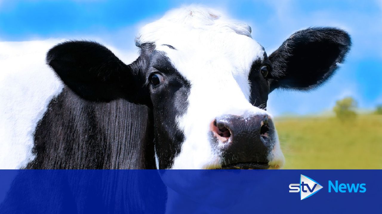 Bugs in cow stomach 'could improve meat and dairy'
