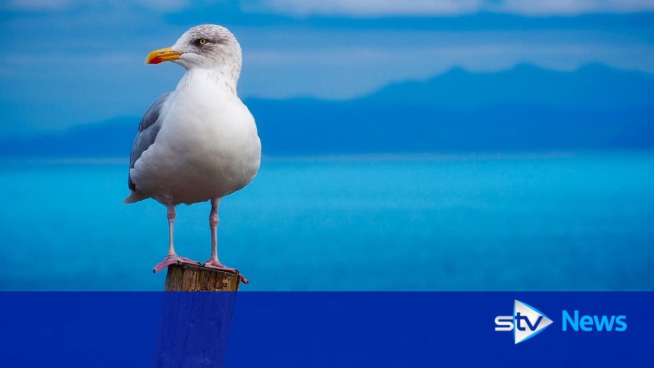 Appeal after seagull spotted with arrow through its body