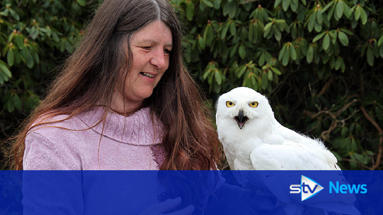 Harry Potter owls enjoying latest role