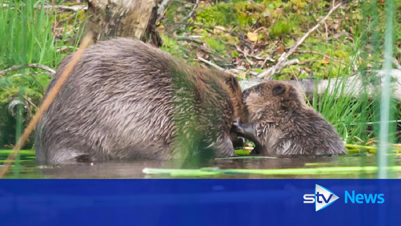 Beavers given protection against lethal control methods