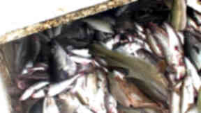 Fishing quotas: 'Significant increases' agreed.