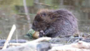 Beaver: Territories spreading across the east (file pic).