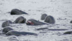Open wounds: The whales distressed in the water