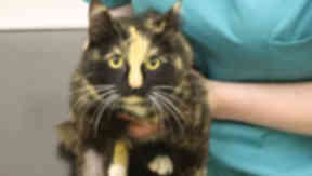 Cat trapped: Mila was injured in trap that may have been set illegally.
