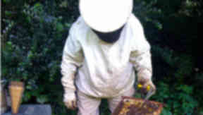 Apiarist: The trial is thought to be the first of its kind in the UK (file pic).