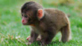 Baby snow monkeys at Highland Wildlife Park.