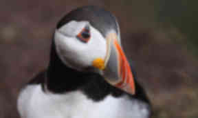 Puffin at Fowlsheugh Stonehaven