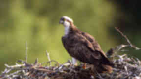Osprey: First chick of season has hatched.