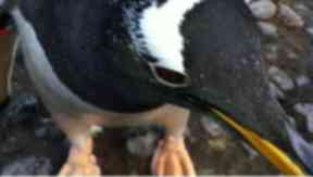 Penguin: The animals are getting a new home.