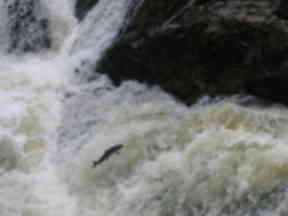 A leaping salmon at Falls of Feugh.