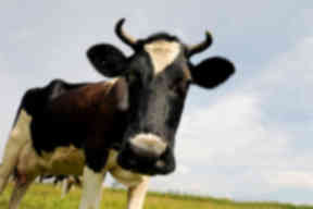 More cows face being destroyed.