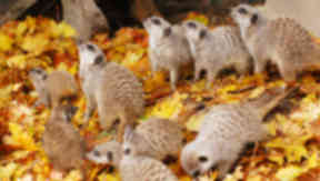 Meerkats