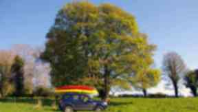 Ash tree.