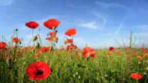 Remembrance: Events will be held across the country to commemorate the fallen.