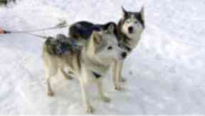 Huskies: The dogs will race in Holyrood Park.