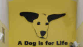Dogs trust banner, cropped from SWNS image inside rehoming centre.