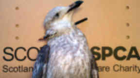 Gull shot with crossbow in Inverness.