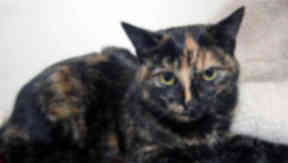 Carrie the abandoned cat.