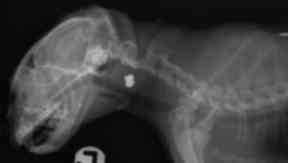 SSPCA handout picture of an x ray showing the location of an airgun pellet in Nibbles the cat, who was shot in the face in Cambuslang.